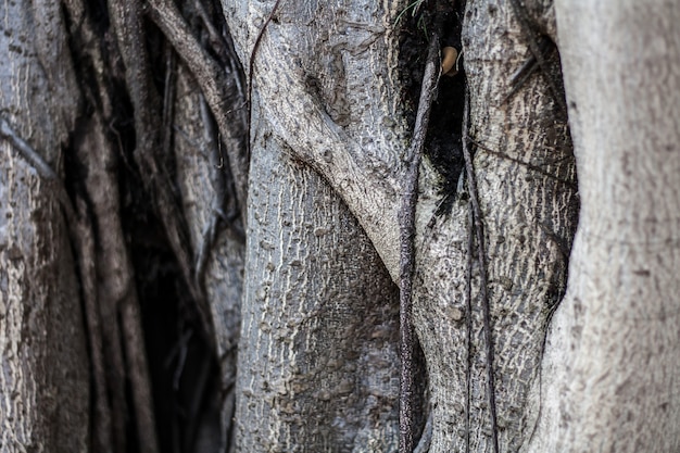 Tree view surface roughness. Picture tree branches are roots covered.