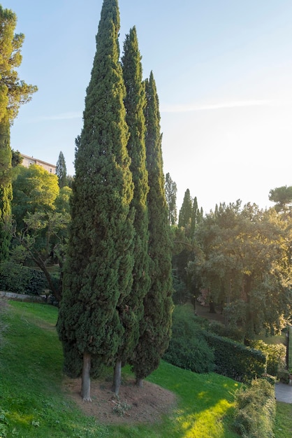 Tree on Villa D'este on a summer day