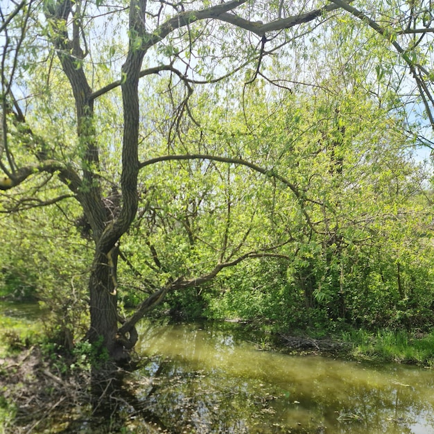 Photo a tree in the water with the word 