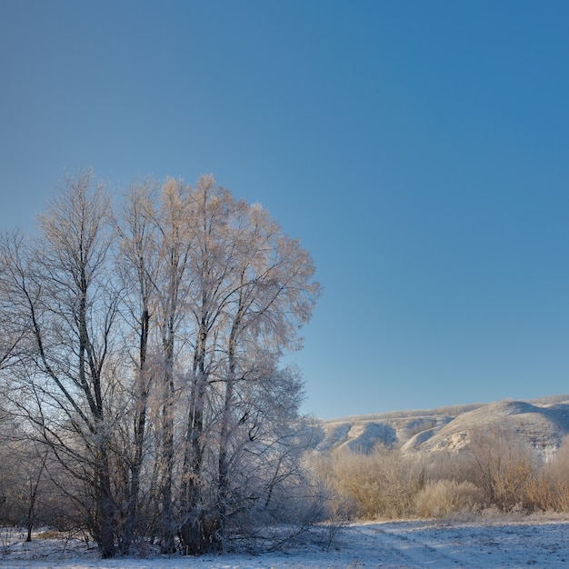 The tree in winter is covered with hoarfrost on sunny day against a cloudless sky.