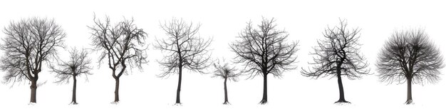 Tree Winter Set of Dead Leafless Trees Silhouettes Isolated on White Background