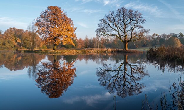 a tree with autumn leaves is reflected in the water