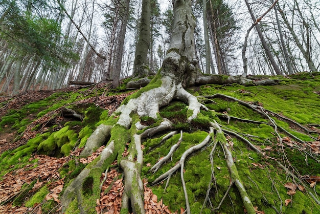 Tree with beautiful roots. Spring in the beech forest. Cloudy day. Carpathians, Ukraine, Europe