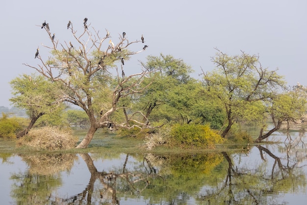 Photo a tree with birds on it and a body of water