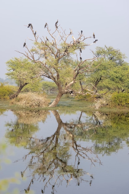 A tree with birds on it and the reflection of the trees in the water