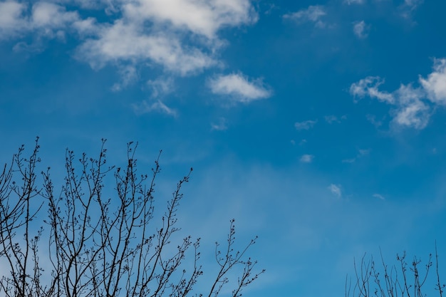 A tree with a blue sky and a few clouds