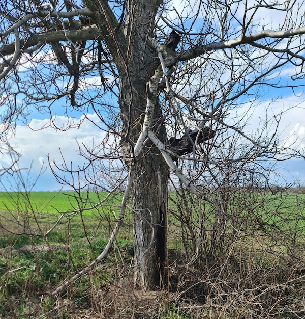 A tree with a blue sky and a tree with no leaves