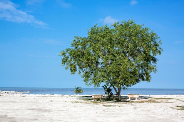 Tree with blue sky