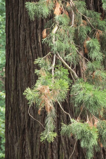 Photo a tree with a branch that has a twig on it