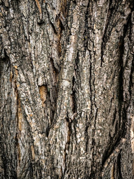 a tree with a brown bark and a texture closeup