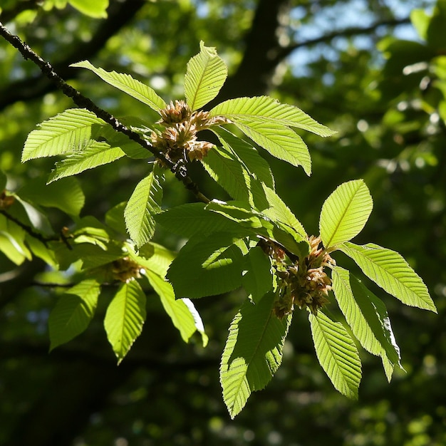 Photo a tree with a bunch of leaves that says quot spring quot on it