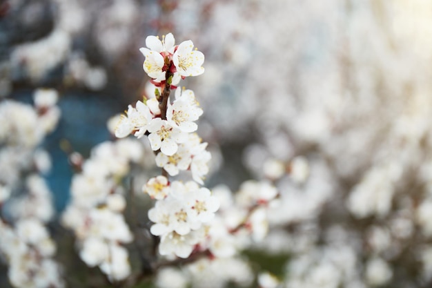 Tree with Cherry blossom