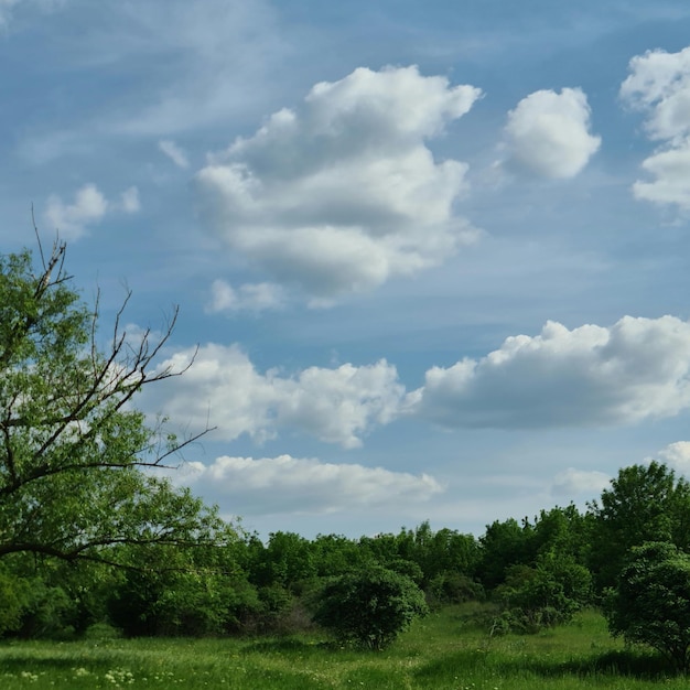 A tree with a few leaves and a blue sky with clouds