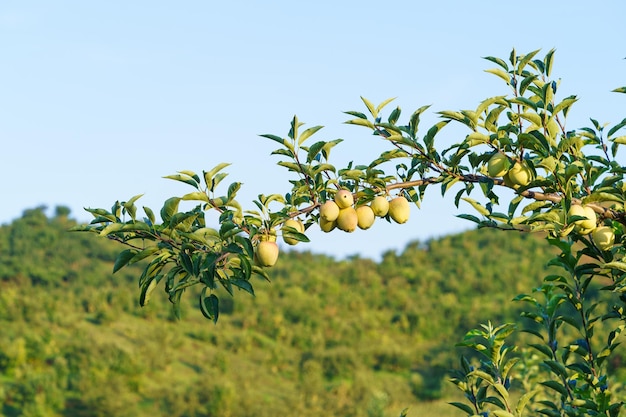 a tree with fruit that is green and yellow