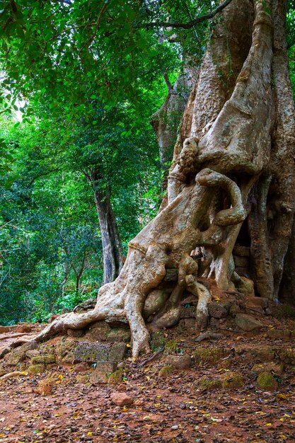 Tree with gaint roots in The Angkor Wat, Cambodia