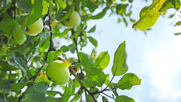 Tree with green apples on blue sky