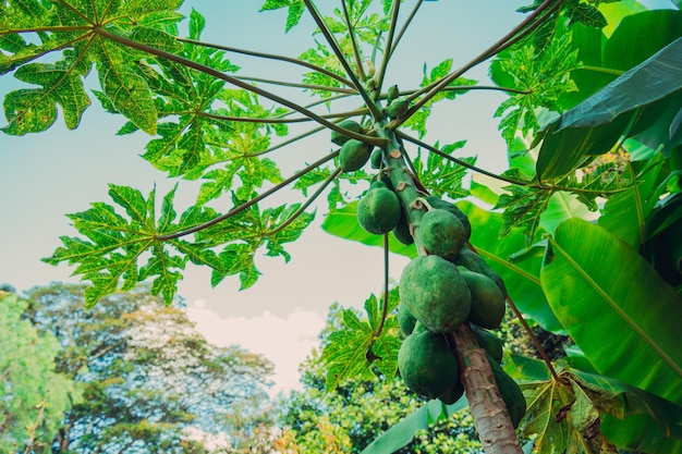 A tree with green fruits and leaves with the word papaya on it