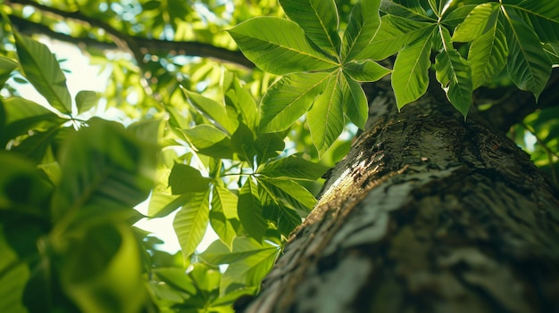 Photo a tree with a green leaf that is growing on it