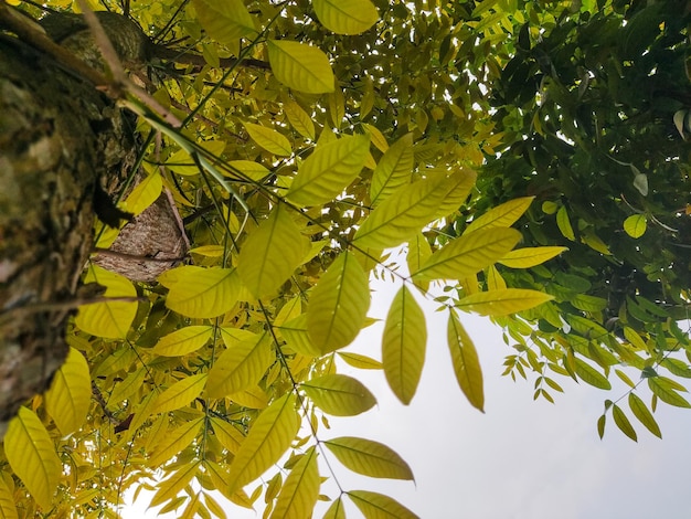 Photo a tree with green leaves and a blue sky in the background.