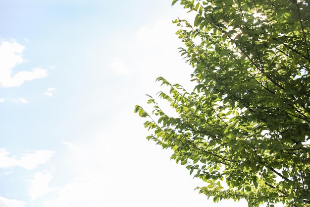 A tree with green leaves and a blue sky with the sun shining through it.