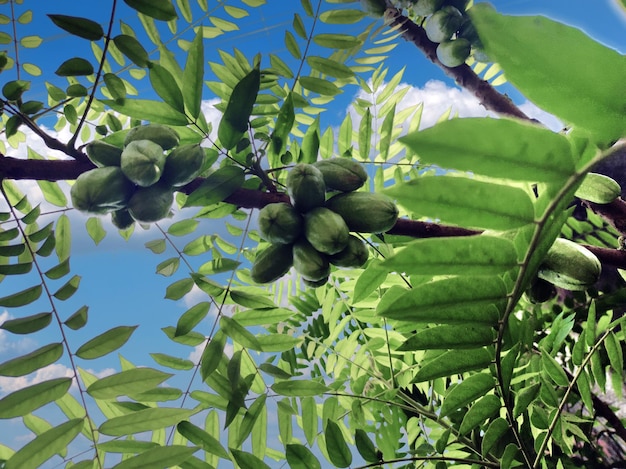 A tree with green leaves and a bunch of almonds on it