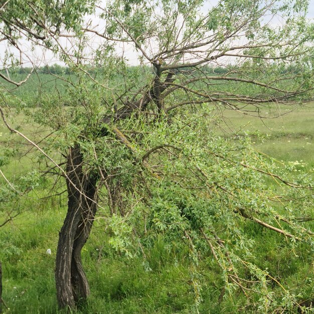 A tree with green leaves and a few branches