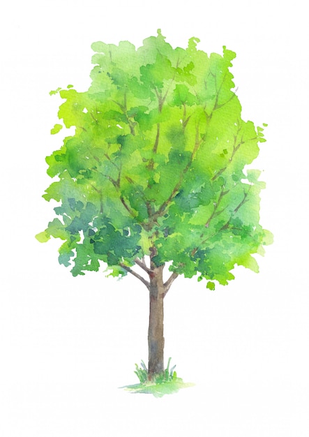 Tree with green leaves isolated