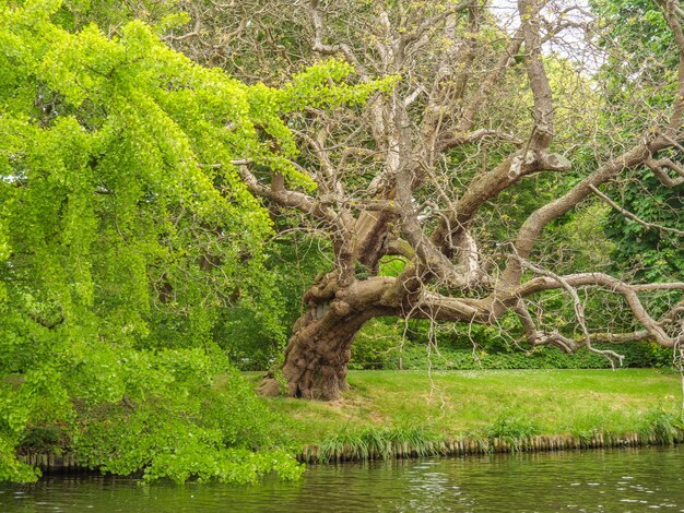 Photo a tree with green leaves and a river in the background