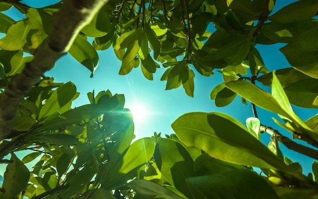 A tree with green leaves and the sun shining through the leaves