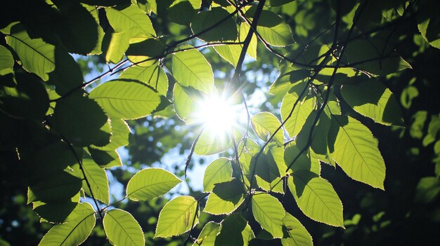 a tree with green leaves that has the sun shining through it