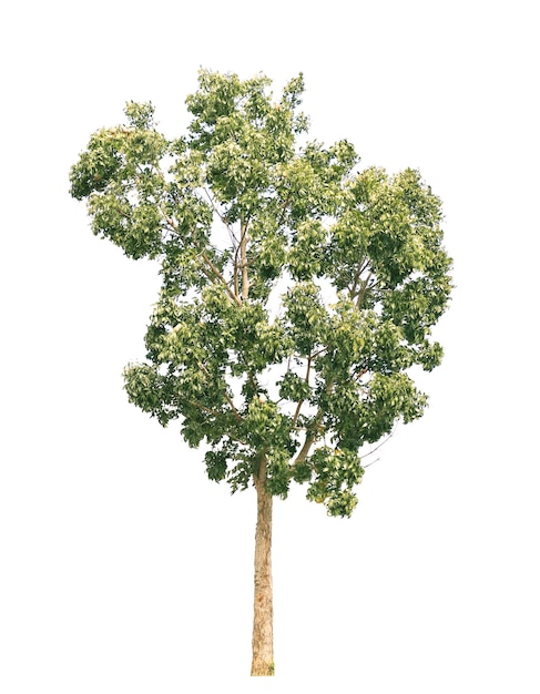 tree with green leaves on white background