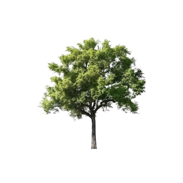 A tree with green leaves on a white background