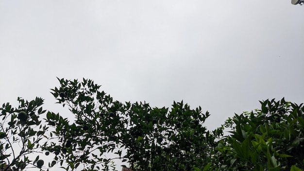 A tree with green leaves and a white sky