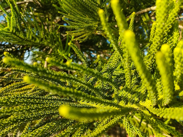 A tree with green leaves and yellow buds