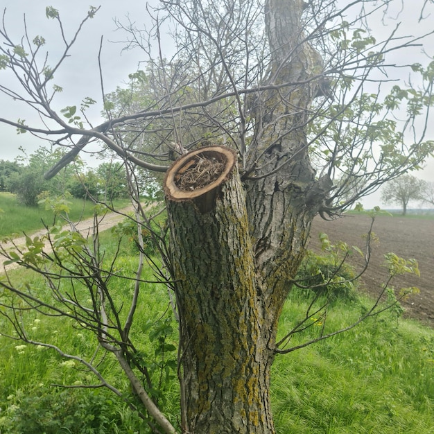 A tree with a hole in it that says'beehive'on it