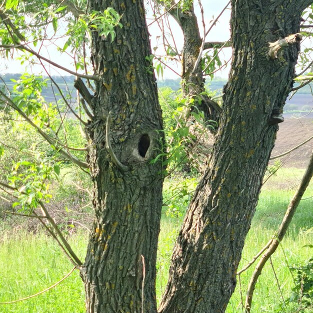 A tree with a hole in it that says'bird '