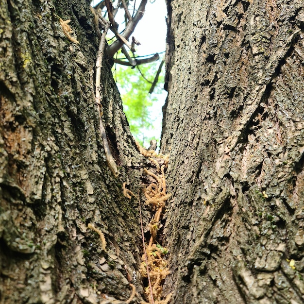 A tree with a hole in it that says'the tree is a hole '