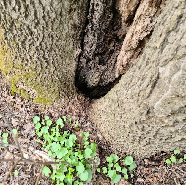 A tree with a hole in the trunk that has a hole in it.