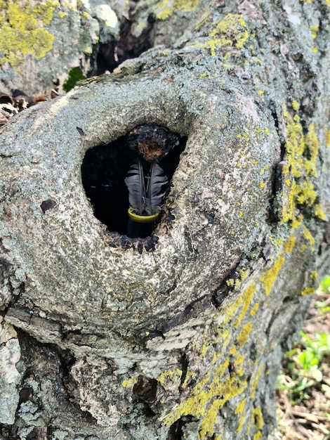 A tree with a hollowed out trunk and a yellow ring on it.