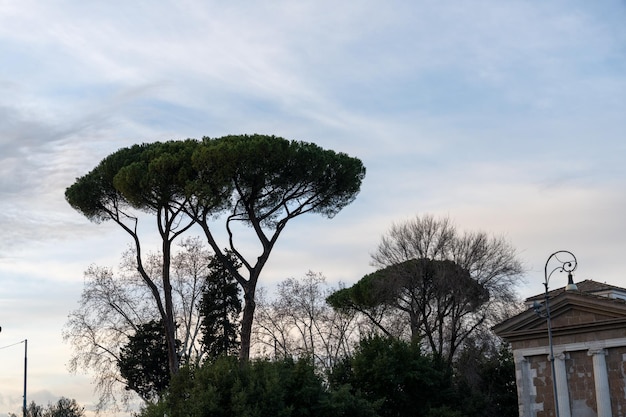 A tree with a large trunk is in the middle of a forest