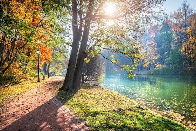 A tree with leaves glowing in the sunlight on branches in the Tsaritsyno autumn park in Moscow