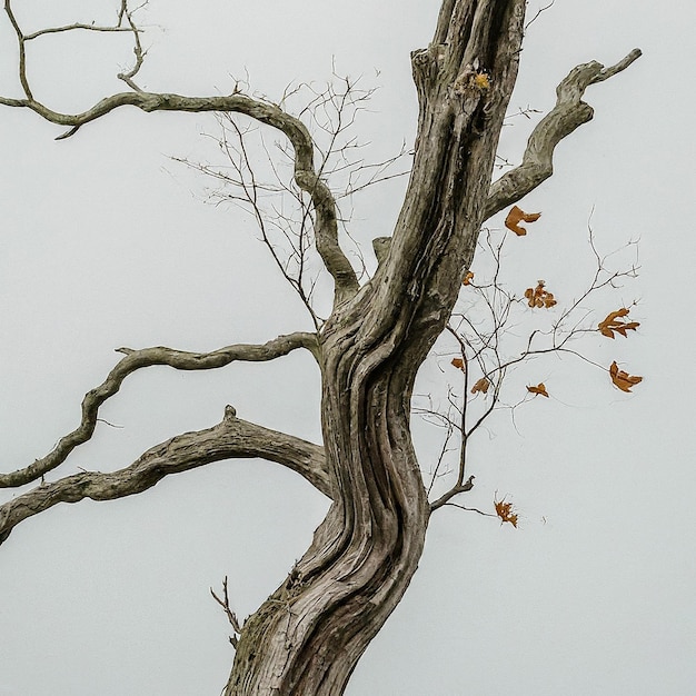 a tree with leaves that are on the branches