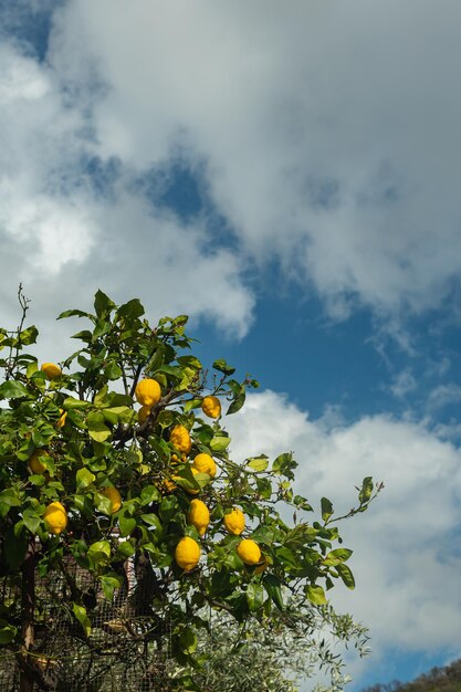 Tree with lemons against a blue sky with white clouds Branches with large yellow lemons