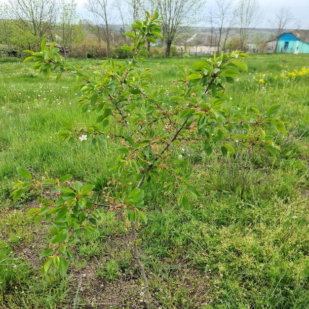 A tree with a lot of flowers on it