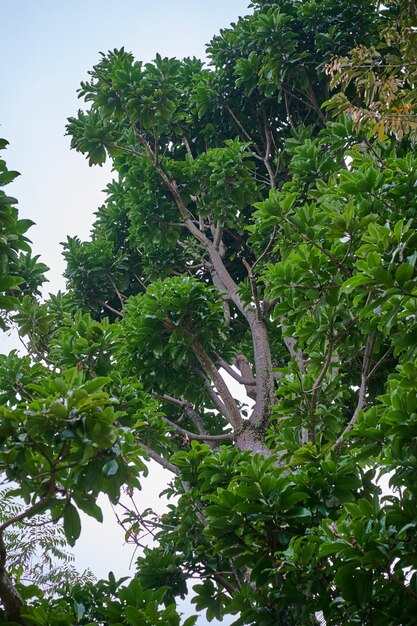 A tree with a lot of leaves and branches