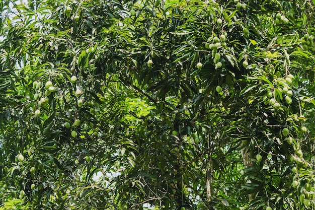 Tree with a lot of unripe mango fruits