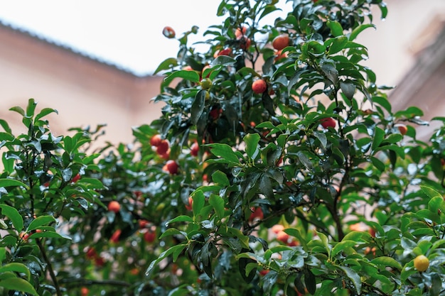 A tree with many green leaves and red fruit