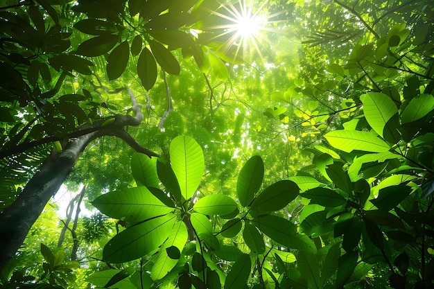 A tree with many leaves is in the middle of a forest