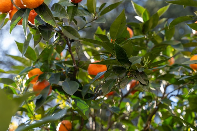 A tree with many oranges on it