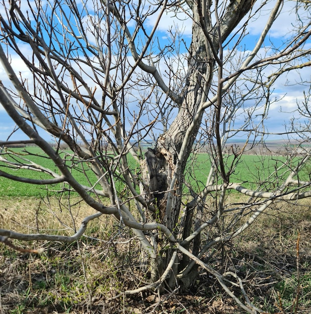 A tree with no leaves is in a field with a blue sky in the background.